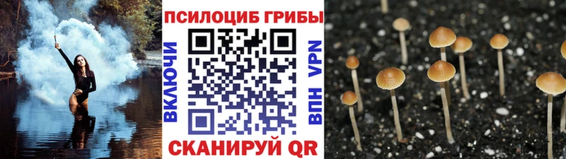 Купить  Грязовец  Псилоцибиновые грибы мицелий 